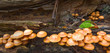 Pilze wachsen im Herbst in einem Wald