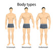 Male body types.