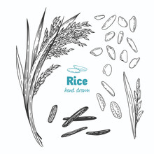 Rice Vector Hand Drawn Illustration