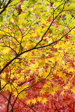 Japanese Maple (acer Palmatum) Leaves In Autumn Color