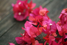 Vibrant Pink Bougainvillea Flower Petals