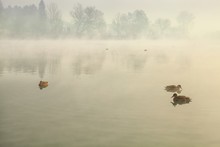 Ducks Swimming In The Beautiful River In The Morning
