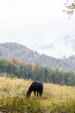 Fototapeta Konie - Wild horses on a meadow in mountains