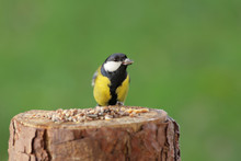 Great Tit Picking Sunflower Seed