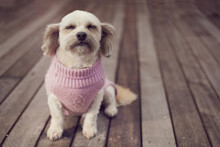 Dog Wearing A Jumper Sweater Happy.