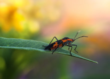 Macro Of A Milkweed Bug In A Colorful Flower Garden