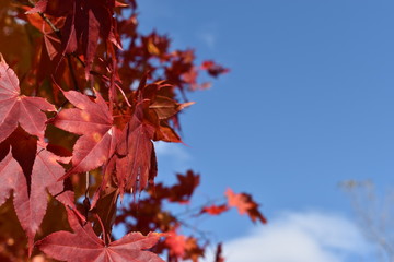 紅葉の赤と空の青