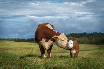 hereford mama cow and baby calf heifer bull white face