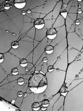 Spiderweb With Dewdrops, Color Altered Blacks To Grays For Graphic Look