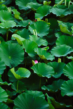 Lotus Flower In The Pond