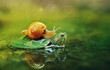 Snail And Turtle