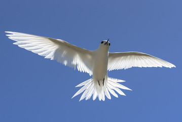 White tern, beautiful white bird flying in blue sky, peace symbol 
