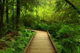 Fototapeta Las - a picture of an Pacific Northwest forest trail