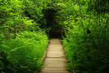 Fototapeta Natura - a picture of an Pacific Northwest forest trail