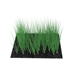 Wall Mural - Young Onion Plants in the Garden on white. 3D illustration