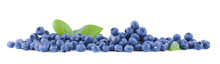 Fresh Blueberries Panoramic
