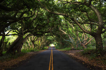 The jungle of Maui Island along the famous road to Hana. Hawaii. USA