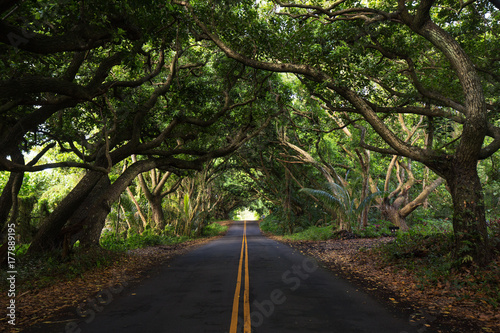 dzungla-wyspy-maui-wzdluz-slynnej-drogi-do-hany-hawaje-usa