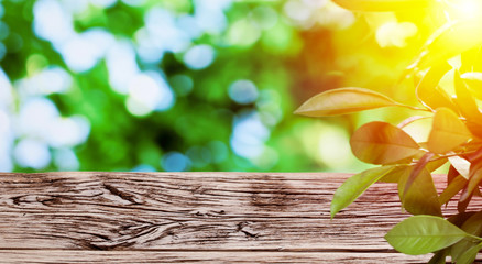 Wall Mural - Old wooden table with green foliage at the background.