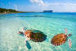 Mahahual Caribbean beach turtle photomount