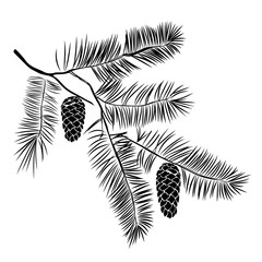 Hand drawn pine tree branch