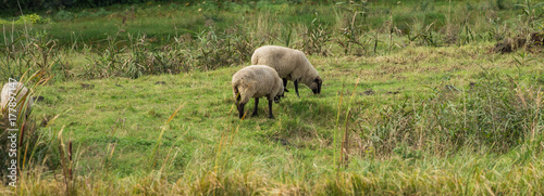 Zdjęcie XXL Dwa owiec na zielonej łące