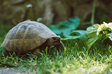 Elder Turtle In Grass