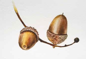 Acorn drawing watercolor