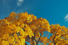 Fall Foliage Against A Blue Sky