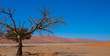 Wüstenlandschaft zwischen Sossusvlei und Deadvlei, Namibia