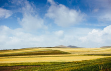 The Golden Wheat Fields