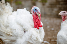 Turkey On A Farm , Breeding Turkeys. White Turkey Portrait. Flock Of Turkeys At The Farm. Pasture Raised Turkey On A Farm.