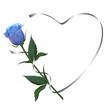 Realistic blue rose, romantic frame, heart