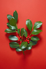 Wall Mural - christmas holly (ilex aquifolium) leaves and fruit on red background.