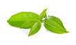 © anusorn - green tea leaf isolated on white background