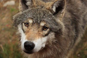  Canis lupus