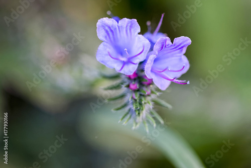 Plakat Dzika błękitna roślina w lato łące (żmii farbowanie lub blueweed).
