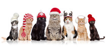 A Group Of Cats Sitting In A Raw In A White Background Wearing Christmas Hats