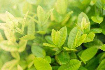 Closeup fresh and green leaves  nature in garden, natural green leaf plants landscape. ecology, wallpaper concept.