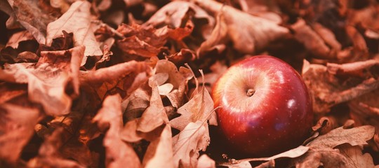 Poster - Autumn leaves with apple