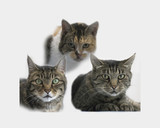 Fototapeta Koty - three cats