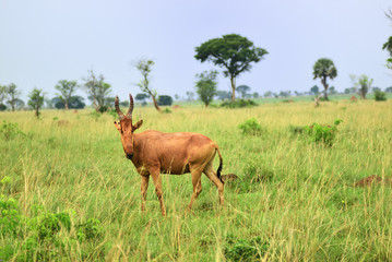 Wall Mural - lelwel hartebeest antelope, uganda