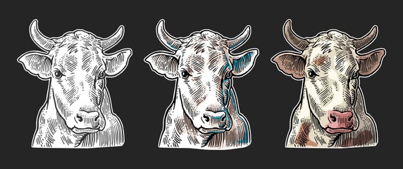 Wall Mural - Cows head. Hand drawn in a graphic style.