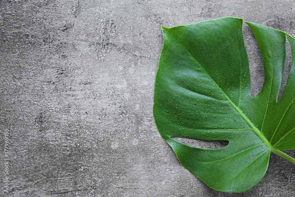 Monstera leaf on grey background