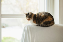 Tabby Cat Takes A Siesta On Armchair Backseat