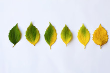 Lieves In Autumn From Green To Yellow On A White Background