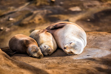Family Of Three Light, Small Sea Lions Sleeping In The Sun On A Rocky Beach In San Diego, California In La Jolla Cove Smiling Happy