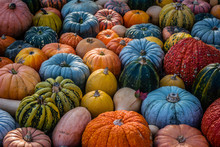 Colorful Pumpkins