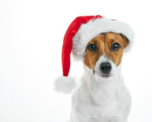 Christmas Card. Portrait Of A Jack Russell Breed Dog With A Red Santa Hat On A White Background. Background For Your Text And Design. 

