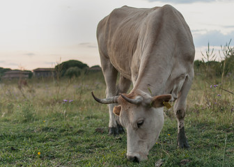 Cow is eating grass at sunset